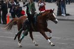 El desfile de cientos de caballos y jinetes continúa por 5 de Mayo y Eje Central Lázaro Cárdenas, para doblar en avenida Juárez y seguir hacia Paseo de la Reforma hasta el Campo Marte.