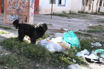 Infecciones. Una variedad de animales, sobre todo perros pueden observarse en la zona buscando alimento de la misma basura, con el riesgo que supone para los mismos y las personas que habitan en la zona.