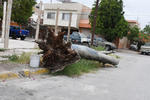 Troncos. Gruesos troncos se encuentran entre las vialidades del sector habitacional ubicado al norponiente de la ciudad.