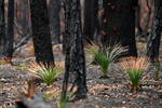 Tras los incendios forestales han arrasado con aproximadamente 10.7 millones de hectáreas