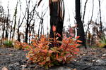 Tras los incendios forestales han arrasado con aproximadamente 10.7 millones de hectáreas