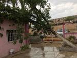 La tolvanera registrada la mañana de este miércoles, dejó como saldo árboles caídos, cortes de energía y algunas otras afectaciones en la ciudad de Gómez Palacio.