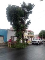 El personal del departamento de Bomberos atendió 17 reportes de árboles caídos en distintas colonias del municipio.