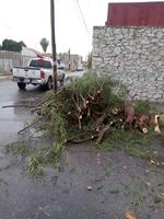 El personal del departamento de Bomberos atendió 17 reportes de árboles caídos en distintas colonias del municipio.