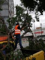 Algunas de las direcciones de los árboles derribados son en la colonia Magdalenas, Tierra y Libertad, sector Centro, Alamedas y Jacarandas, así como en la zona oriente de la ciudad.