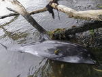 Greenpeace Africa confirmó la cifra, después de que ayer ya advirtiera que esperaban un número de delfines muertos mayor e incluso podría haber cachalotes muertos por ingerir el hidrocarburo.