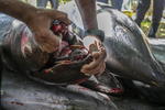 Greenpeace Africa confirmó la cifra, después de que ayer ya advirtiera que esperaban un número de delfines muertos mayor e incluso podría haber cachalotes muertos por ingerir el hidrocarburo.