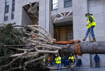 El árbol fue colocado en el 30 Rockefeller Plaza de Manhattan en la mañana del sábado por una grúa, donde permanecerá mientras es decorado hasta el próximo 2 de diciembre, cuando se procederá al encendido de luces.