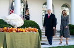 Trump cumple con la tradición de indultar al pavo de 'Acción de Gracias'