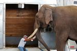 Liberan a elefante de circo para trasladarlo a zoológico en Sinaloa
