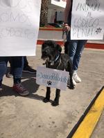 Exigen justicia para 'Rodolfo', el perrito asesinado en Los Mochis