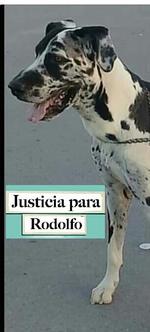 Mascotas 'exigen' justicia para 'Rodolfo' con campaña en redes sociales  