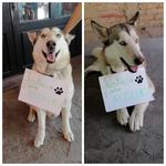 Mascotas 'exigen' justicia para 'Rodolfo' con campaña en redes sociales  