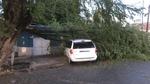 Protección Civil de Gómez Palacio reporta cerca de 10 árboles caídos por la lluvia