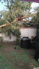 Protección Civil de Gómez Palacio reporta cerca de 10 árboles caídos por la lluvia