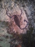 Escorpión del Cerro de Las Noas

Escorpión pintado en el cerro de Las Noas.