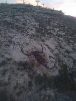 'Escorpión' adorna las faldas del Cerro de las Noas