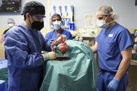 Médicos logran trasplantar corazón de cerdo a hombre en Estados Unidos