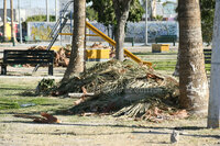 Plaza principal en Prados del Oriente, tiradero de ramas y basura