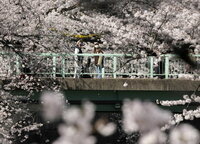Disfrutan de florecimiento de cerezos en Japón