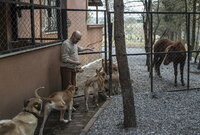 Hombre construye 'arca de Noé' en su casa para animales abandonados