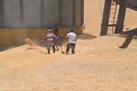 Derrumbe de silo con alimento para ganado en Torreón
