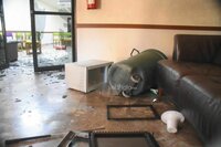 Los individuos ingresaron de manera violenta al inmueble y en pocos minutos arrojaron sillas, muebles, una computadora y rompieron puertas y ventanas del local.
