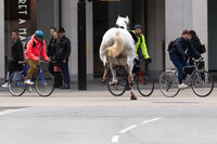 A white horse on the loose bolts through the streets of London near Aldwych, Wednesday April 24, 2024. (Jordan Pettitt/PA via AP), Caballos se dan a la fuga en Londres