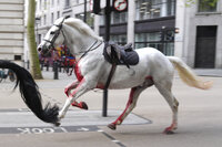 A white horse on the loose bolt through the streets of London near Aldwych, on Wednesday April 24, 2024. (Jordan Pettitt/PA via AP), Caballos se dan a la fuga en Londres