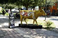 Inauguran exposición Cow Parade en el Paseo Colón de Torreón