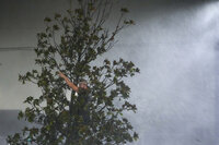 Chris Nation, of Commerce, Ga., climbs a tree and gestures while hanging out with coworkers outside the hotel where they are riding out Hurricane Milton, Wednesday, Oct. 9, 2024, in Tampa, Fla. Nation, who works for a towing company, was deployed with colleagues to Florida to aid in the aftermath of the storm. (AP Photo/Julio Cortez), Así quedó Florida tras el paso del Huracán Milton