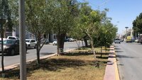 Evalúan árboles antes de ser retirados por obra del Sistema Vial Abastos Independencia