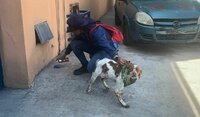 Manchas, el primer perrito detector de fugas de agua en México