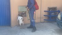 Manchas, el primer perrito detector de fugas de agua en México