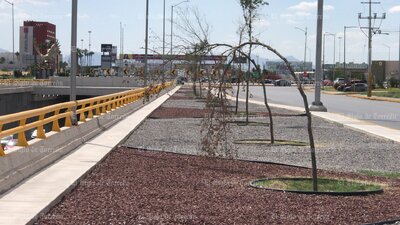 Árboles no sobreviven en obra del Giro Independencia