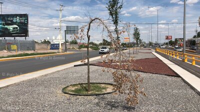Árboles no sobreviven en obra del Giro Independencia