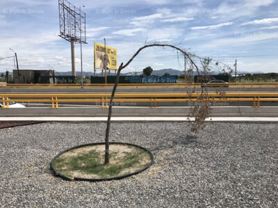 Árboles no sobreviven en obra del Giro Independencia