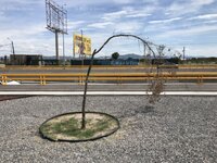 Árboles no sobreviven en obra del Giro Independencia