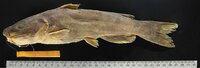 Investigadores de la UJED describen nueva especie de pez en el río Nazas; tenía cinco millones de años oculta