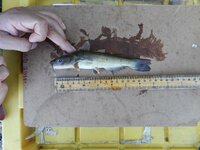 Investigadores de la UJED describen nueva especie de pez en el río Nazas; tenía cinco millones de años oculta
