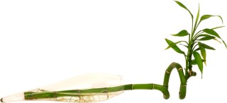 Hasta hace poco en México estuvieron muy de moda unas varitas verdes conocidas como bambú de la suerte,  pero pocos saben que éstos no son en realidad bambú,  sino un tipo de lirio de la familia de las drácenas. 