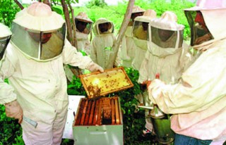Para el manejo de cualquier tipo de abeja se requiere equipo especializado, por lo que la Sagarpa invita a que no se trate de manejar a la abeja africanizada sin apoyo especializado.