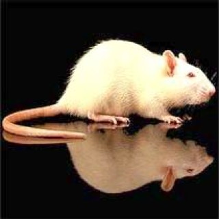 Los experimentos realizados con ratones, prometen mejorar en un futuro el mal de Parkinson, que se caracteriza de rigidez, temblor, lentitud en los movimientos e inestabilidad postural.
