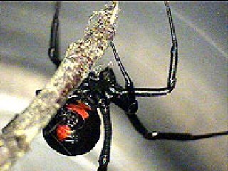 La mordedura de la araña viuda negra afecta el sistema nervioso central, si evoluciona,  puede causar la muerte. Los primeros efectos que se  producen son una sensación como de muerte. 
