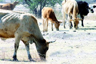 A los ganaderos también les afectó en gran medida que el precio del maíz haya subido enormemente durante el 2007 y en este sentido, los animales también lo han resentido.