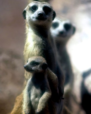 Nacen en zoológico guatemalteco tres suricatos africanos