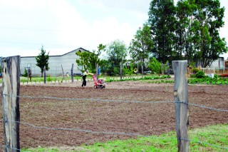 La etnia sajona se ha convertido en parte fundamental de la economía del municipio.

Una de las habilidades de la etnia es el manejo de las herramientas para construir y crear maquinaria.

Desde pequeños, los menonitas son enseñados a trabajar.


Las colonias menonitas embellecen el territorio del municipio de Nuevo Ideal con sus peculiares construcciones y jardines.
