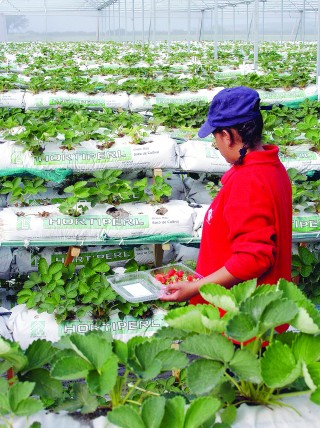 La tecnología hidropónica y el fertirriego podría poner a Durango en un lugar muy alto tanto a nivel nacional como internacional en lo que se refiere a la producción de fresa.