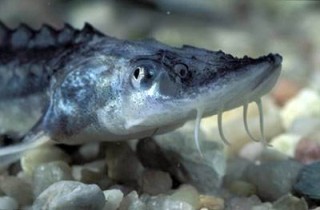 Rescatan a esturión chino, fósil viviente