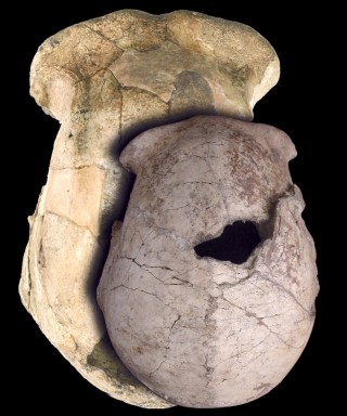 Fósiles cuestionan sucesión entre Homo Habilis y Homo Erectus